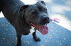 adoptable Dog in Henrico, VA named Quincy in Plainfield NJ