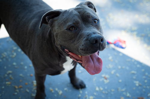 picture of the dog needing adoption