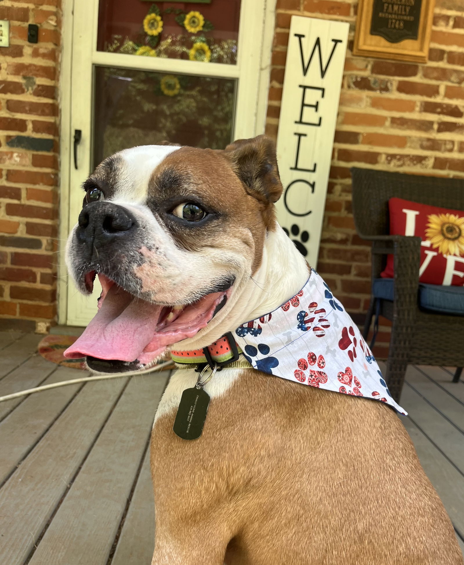 adoptable Dog in Henrico, VA named Bruno in Scottsville VA