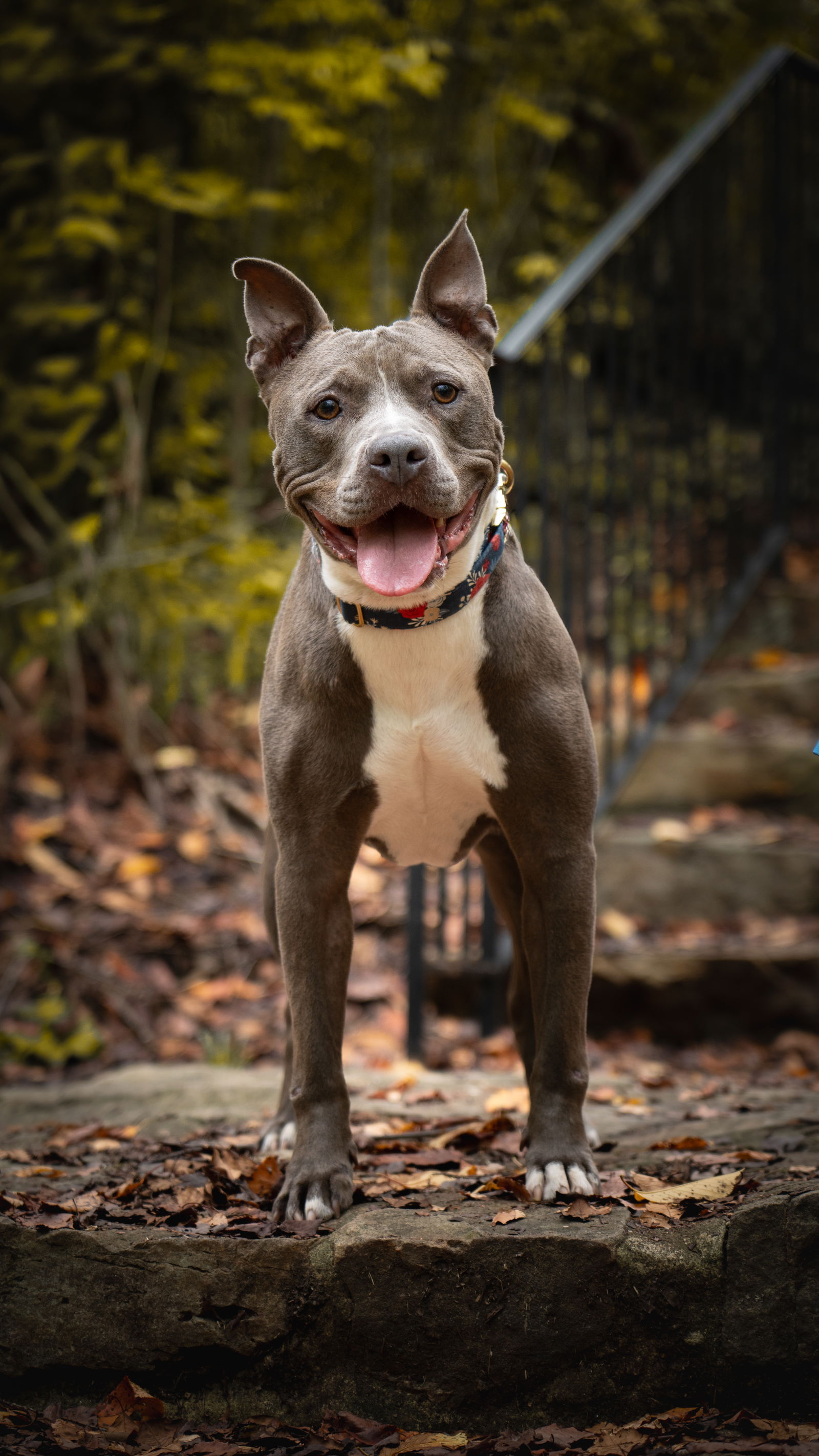 adoptable Dog in Henrico, VA named Harold