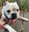 adoptable Dog in Henrico, VA named Sweet Tart