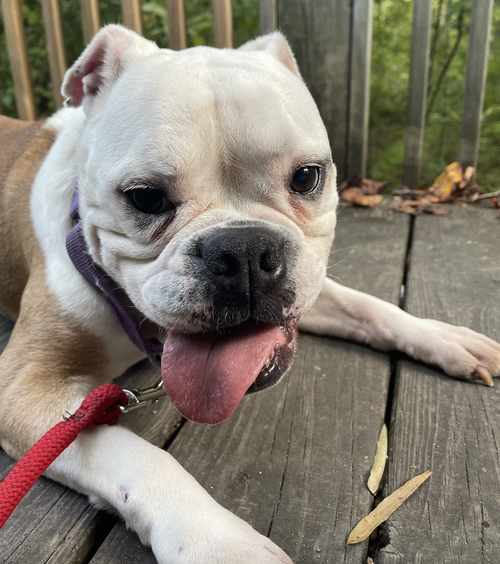 picture of the dog needing adoption