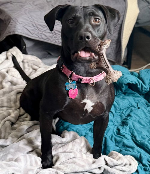 picture of the dog needing adoption