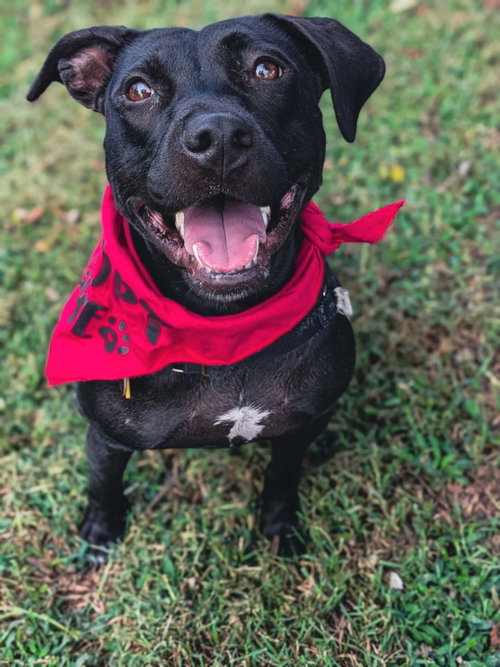 picture of the dog needing adoption
