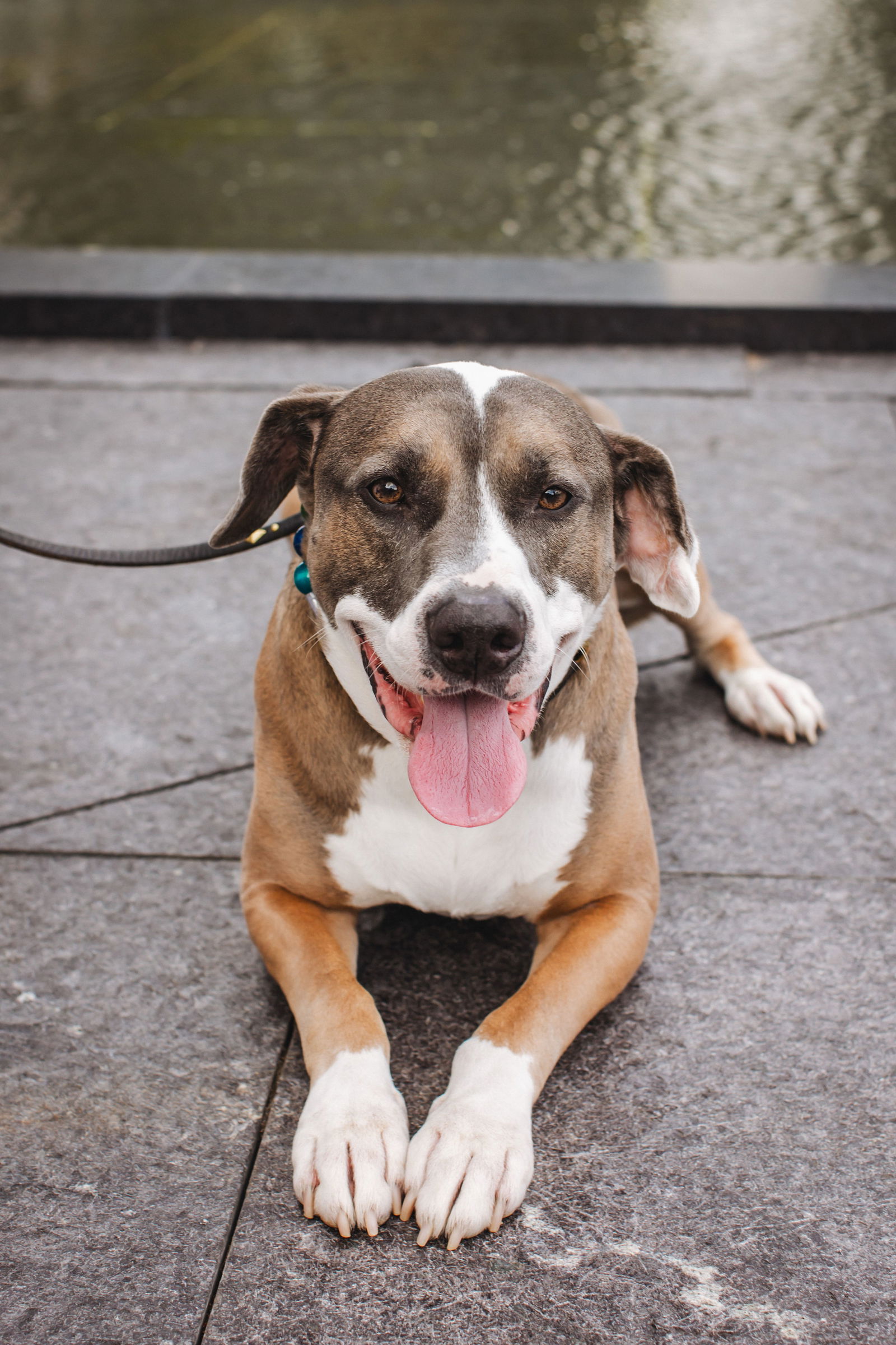 adoptable Dog in Henrico, VA named Riddick