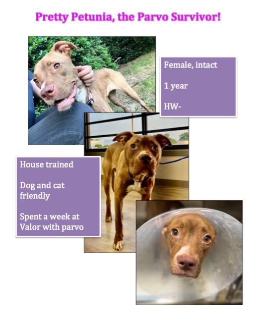 adoptable Dog in Henrico, VA named Petunia in Shreveport LA