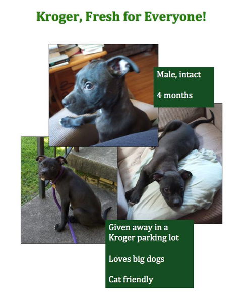 picture of the dog needing adoption