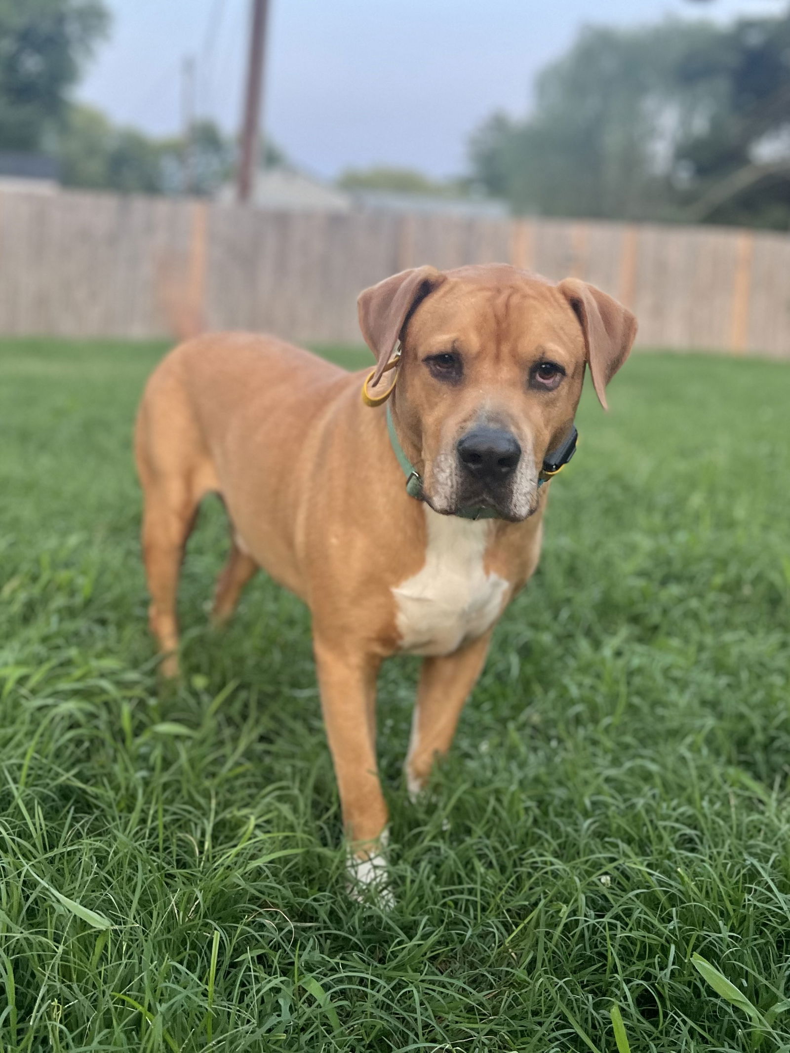 adoptable Dog in Henrico, VA named Bigfoot