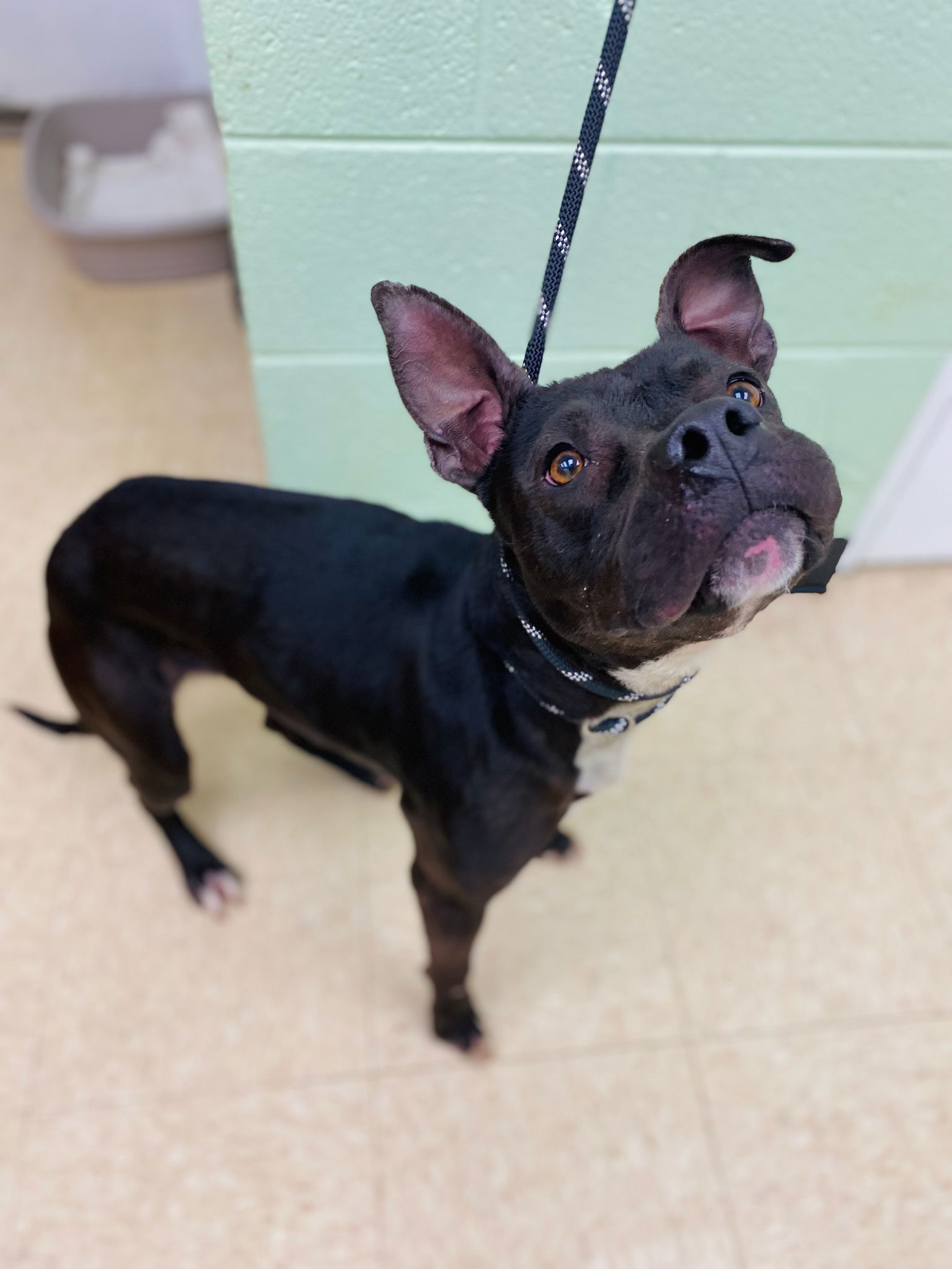 adoptable Dog in Henrico, VA named Peppa in Martinsville VA