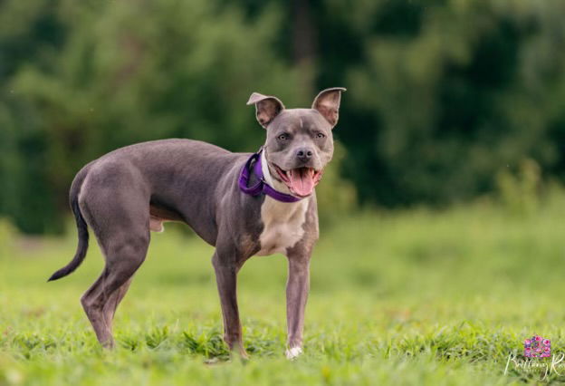 adoptable Dog in Henrico, VA named Apollo