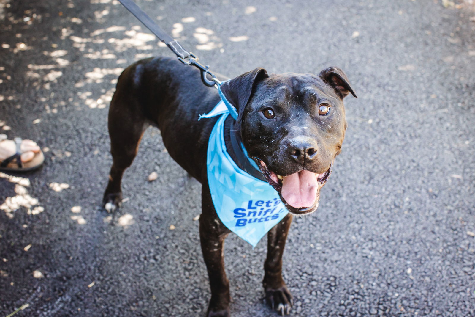 adoptable Dog in Henrico, VA named Peter aka Petey