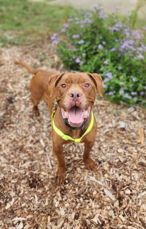 picture of the dog needing adoption