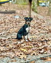 adoptable Dog in , VA named Pumpernickel