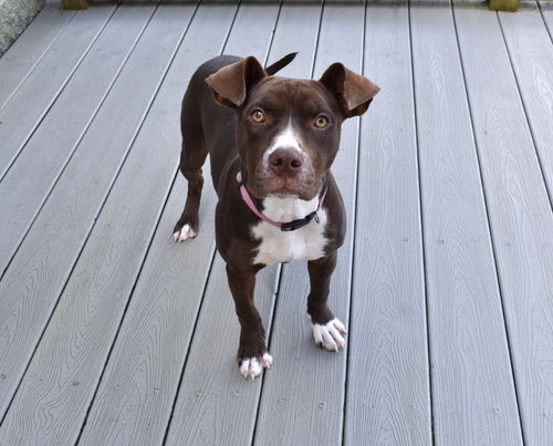picture of the dog needing adoption