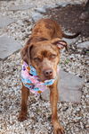 adoptable Dog in  named Penny