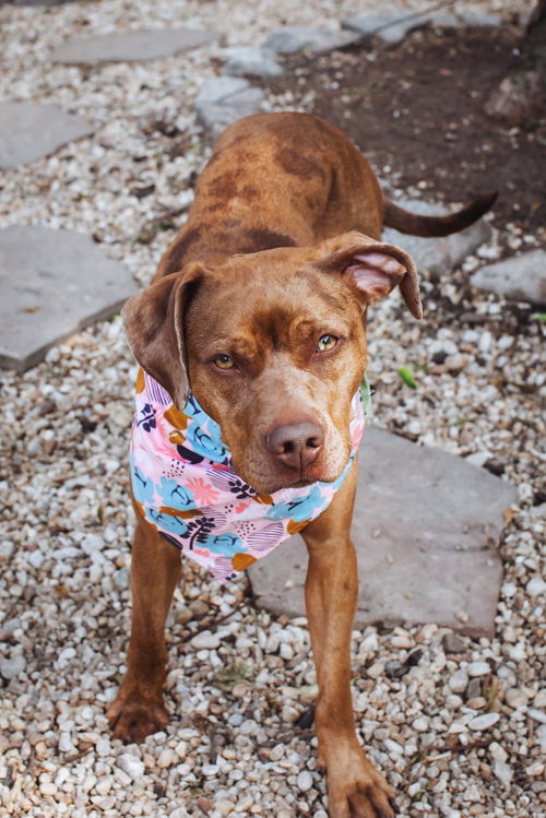 picture of the dog needing adoption