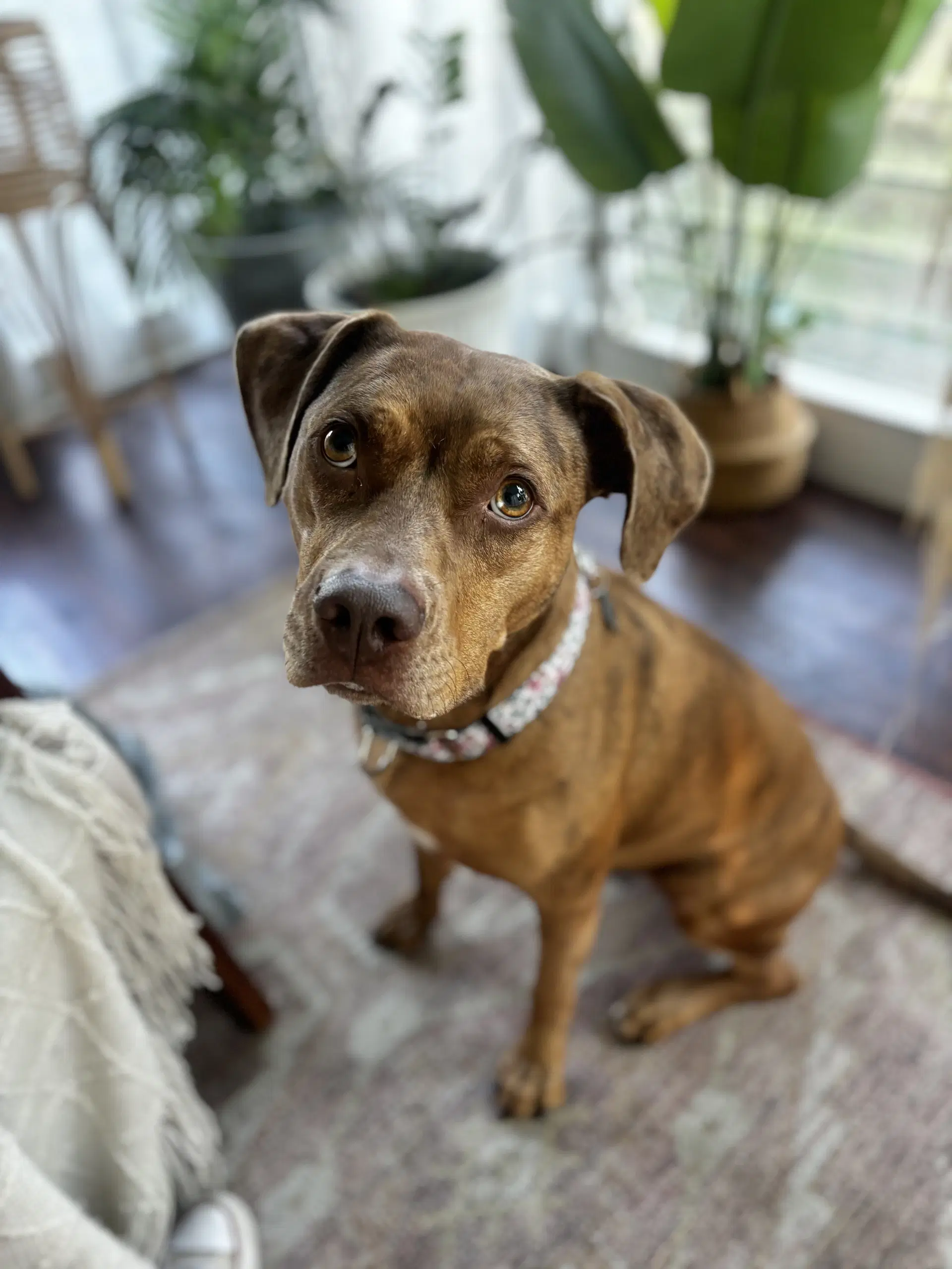 Penny - Catahoula Leopard Dog