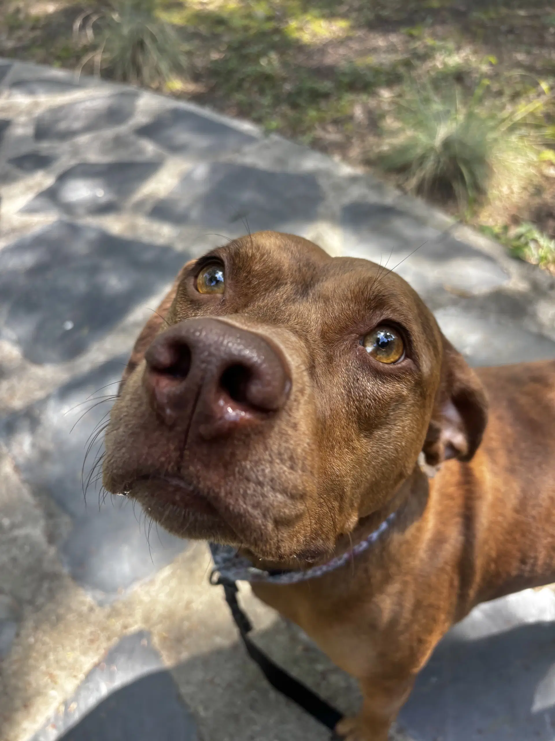 Penny image 2