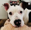 adoptable Dog in henrico, VA named Apache in Fort Gregg Adams VA