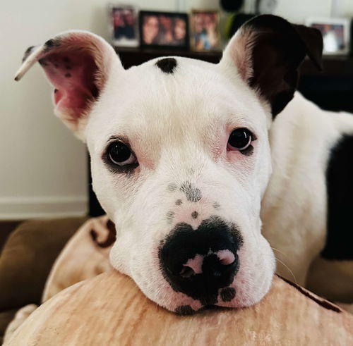 picture of the dog needing adoption