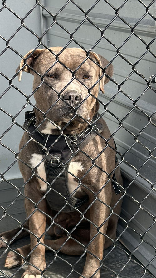 picture of the dog needing adoption