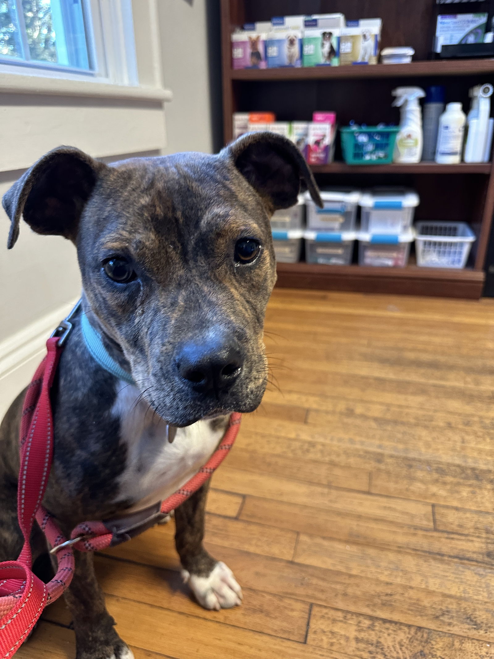 adoptable Dog in Henrico, VA named Rocky in Emporia VA