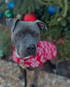 adoptable Dog in henrico, VA named Oakie