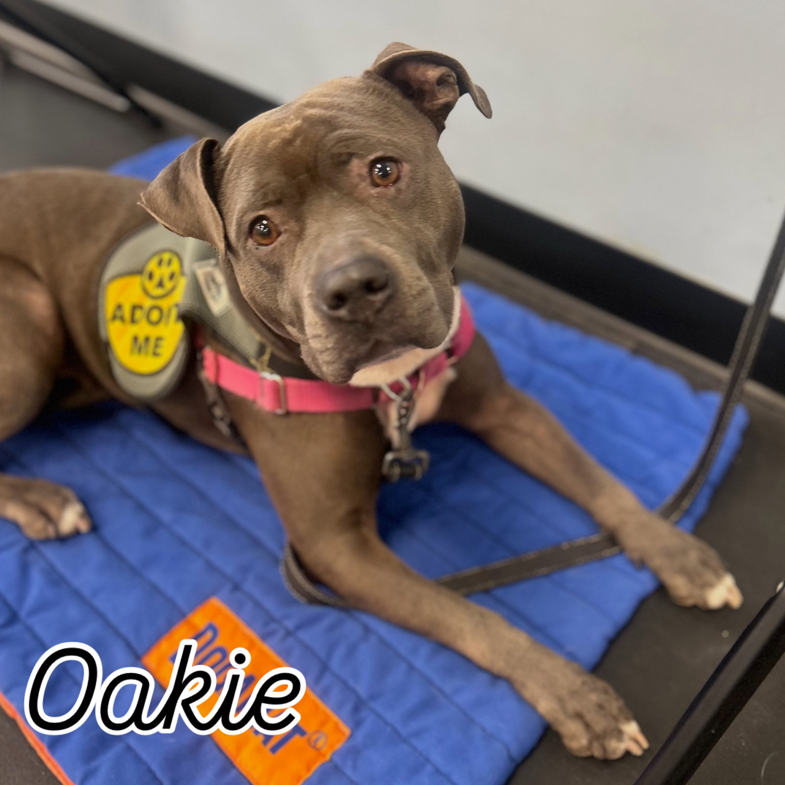 Oakie