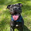 adoptable Dog in  named Roja