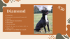 adoptable Dog in  named Diamond in Culpeper VA