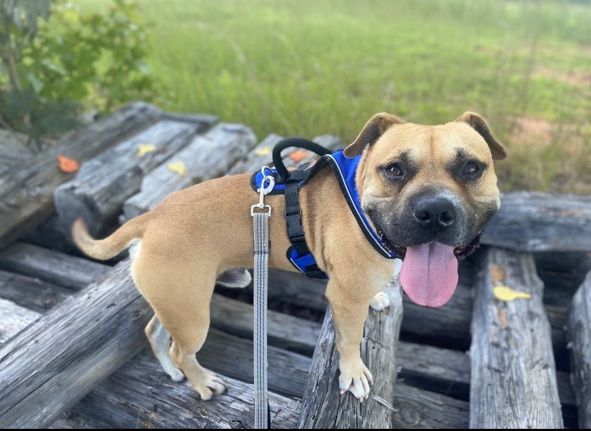 adoptable Dog in Henrico, VA named Kelo in Martinsville VA