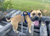adoptable Dog in henrico, VA named Kelo in Martinsville VA