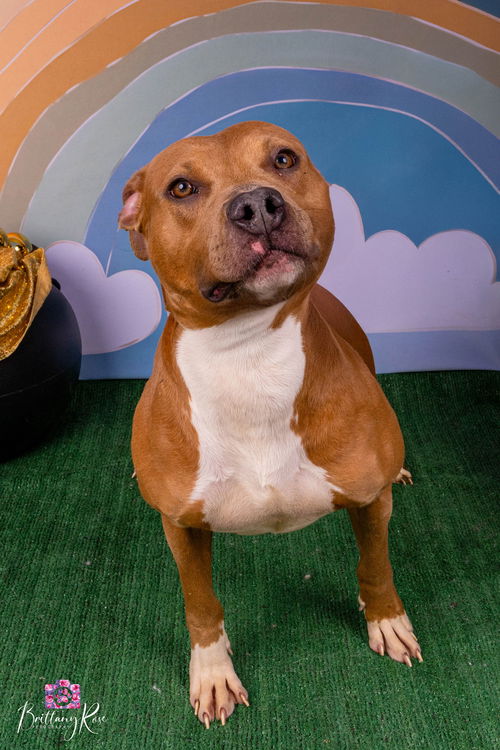 picture of the dog needing adoption