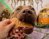 adoptable Dog in henrico, VA named Madison in Powhatan VA