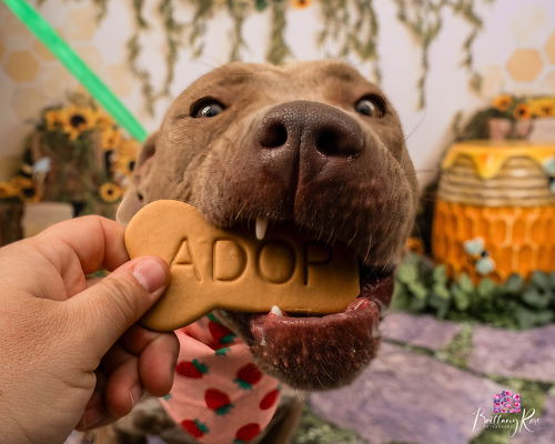 picture of the dog needing adoption