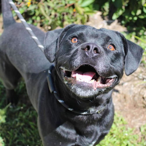 picture of the dog needing adoption