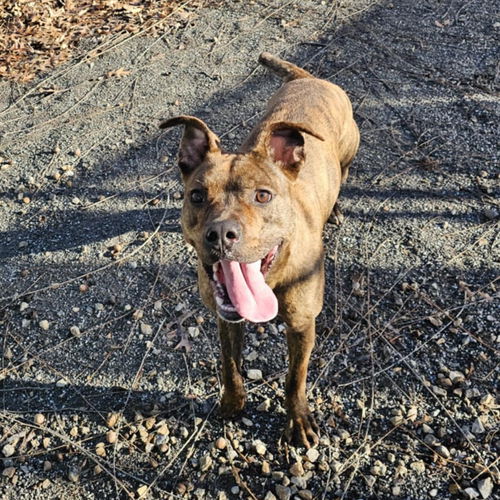 picture of the dog needing adoption