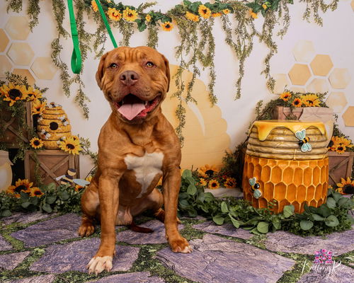 picture of the dog needing adoption