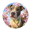 adoptable Dog in henrico, VA named Casey
