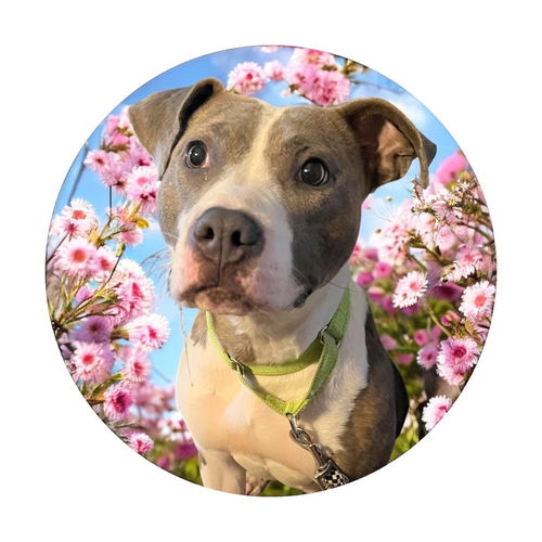 picture of the dog needing adoption