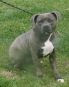 adoptable Dog in  named Delaney in Gloucester VA