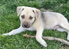 adoptable Dog in henrico, VA named Murphy