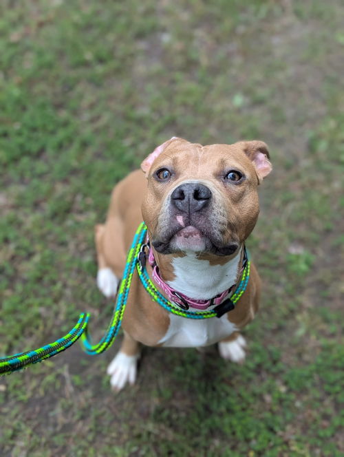 picture of the dog needing adoption