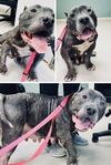 adoptable Dog in  named Devine in Mineral VA
