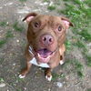 adoptable Dog in henrico, VA named Little River in Lyndhurst VA