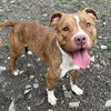 adoptable Dog in henrico, VA named Nutty Butty in Lyndhurst VA