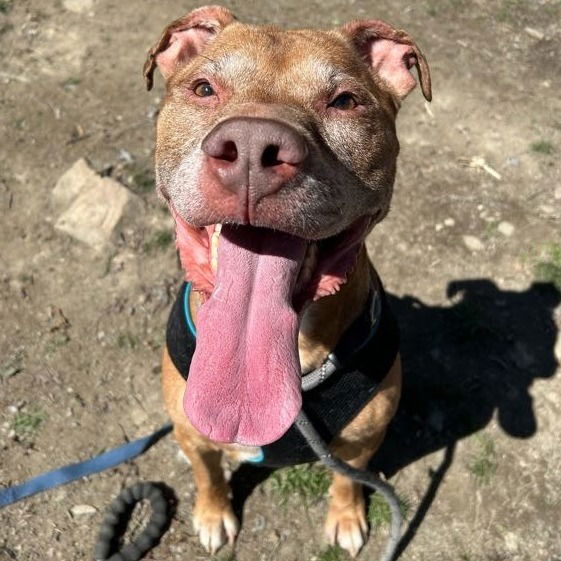 adoptable Dog in Henrico, VA named Diego in Lyndhurst VA
