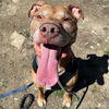 adoptable Dog in  named Diego in Lyndhurst VA