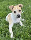 adoptable Dog in henrico, VA named Buttercup