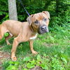 adoptable Dog in henrico, VA named Juno in Lyndhurst VA